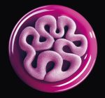 Top silicone mould 300x175mm-Jelly